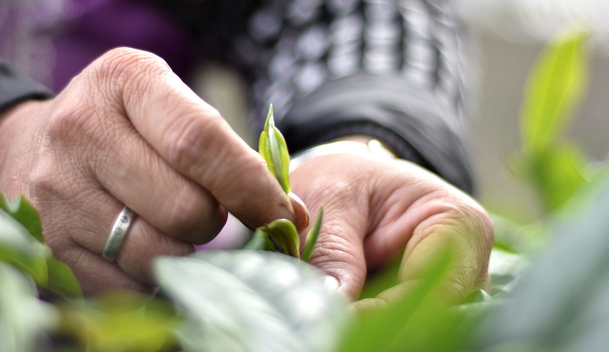 湄潭中等职业学校招生办电话 - 贵州省湄潭县职业学校招生咨询