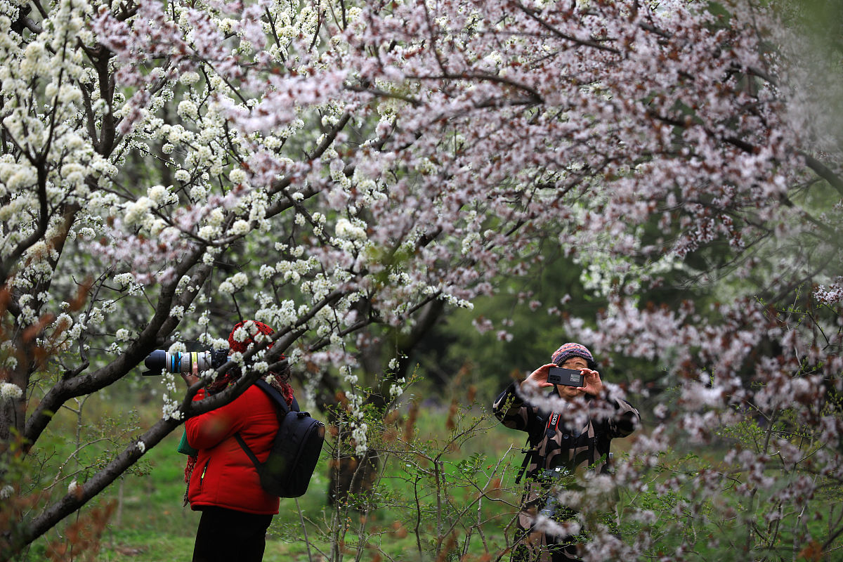 《驿路梨花》赏析：三部分解读春景与人生