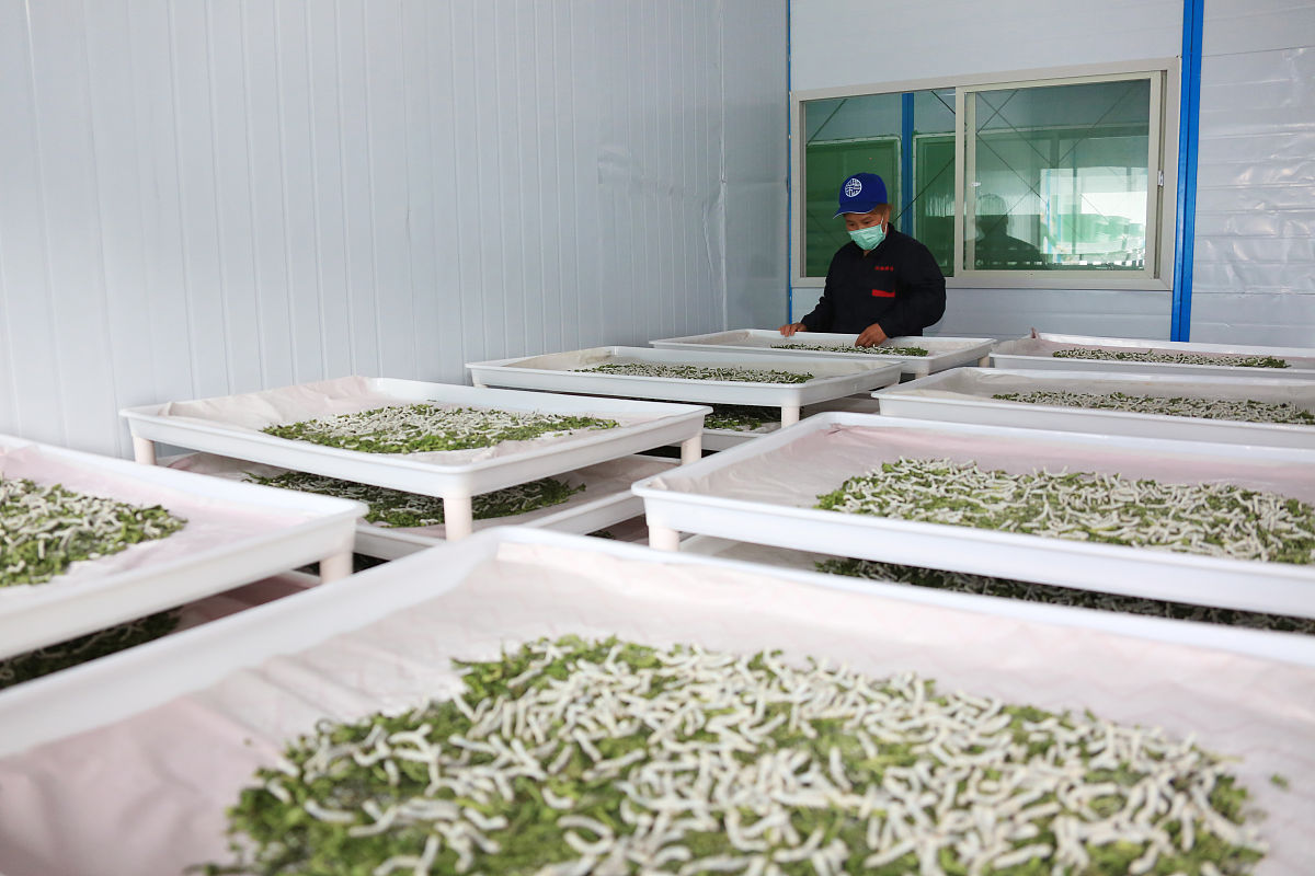 四川哪些学校开设有蚕桑专业