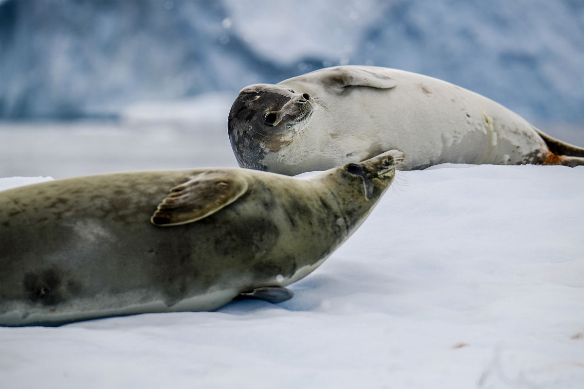 帮我南极的动物