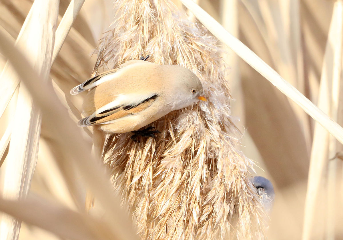 遵循客观规律，脚踏实地做事