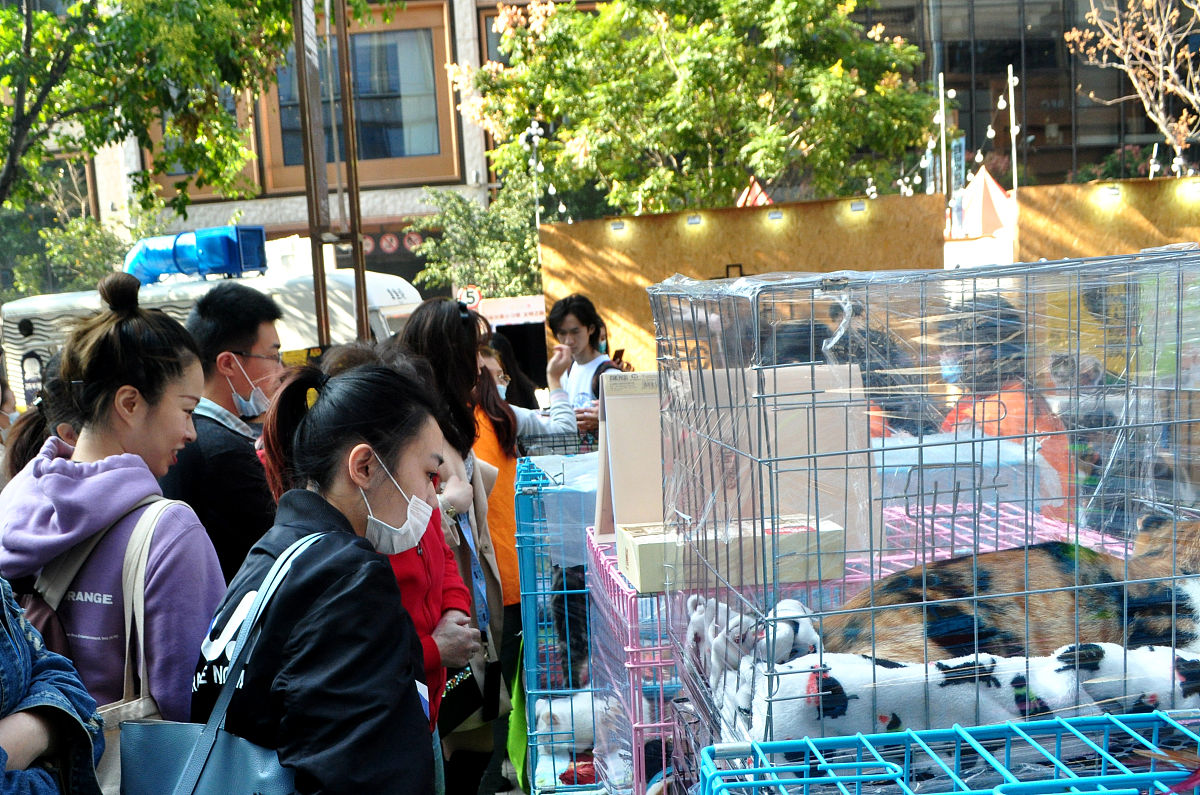 猫狗生活 | 宠物领养、志愿者招募 - 全面的猫狗护理指南