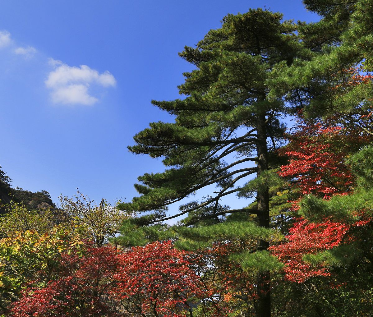 黄山落叶松叶落山黄：巧妙的对联意象解析