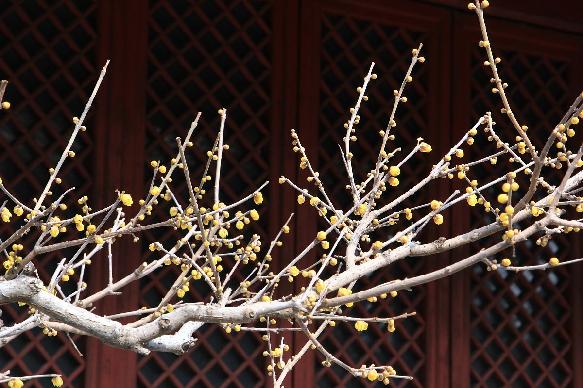 腊梅花怎么养？掌握这5个技巧，让你的腊梅香飘满园！