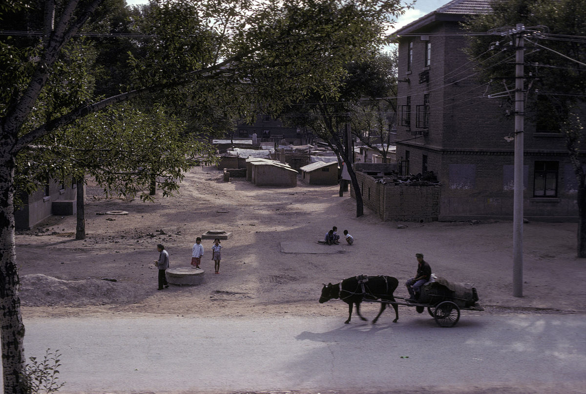 1970年代,山西大同,街头的一架牛车.charrette tirée par un boeuf d