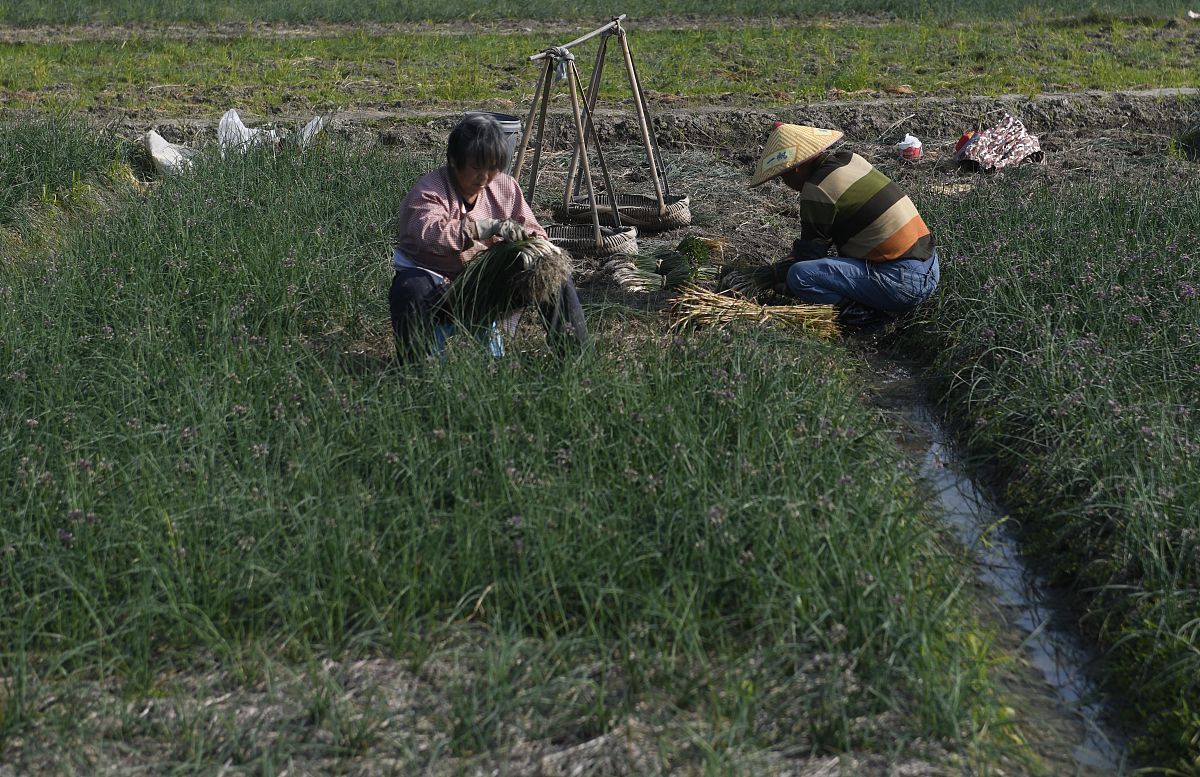 方伯伯浇水：玉米田品质检测算法与C++实现