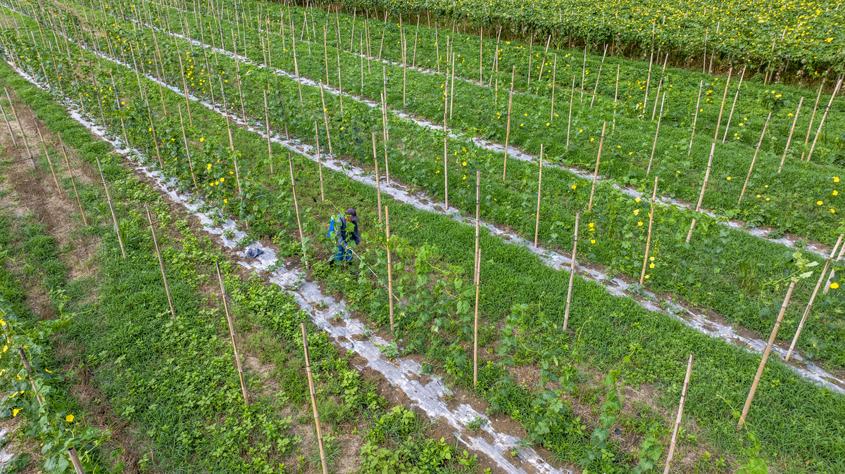 用 无土栽培 学习新农业 回馈乡村种植 发展振兴乡村 农业种植新技术创造一段话
