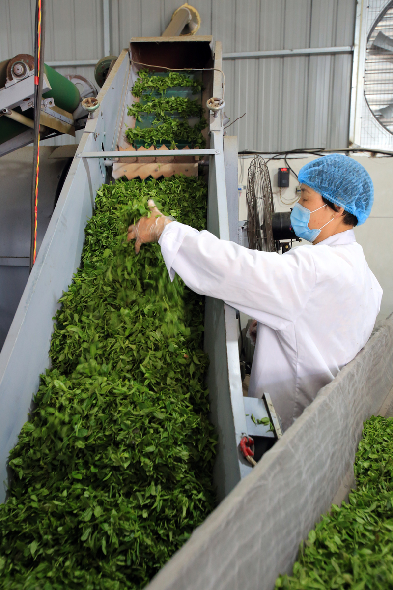 道真职业教育培训中心茶叶生产与加工专业2022年招生 道真职业教育培训中心茶叶生产与加工专业2022年招生
