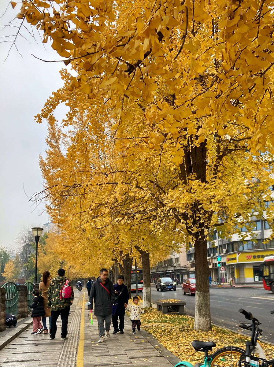 2020年成都信息工程大学银杏酒店管理学院营销与策划专科专业介绍