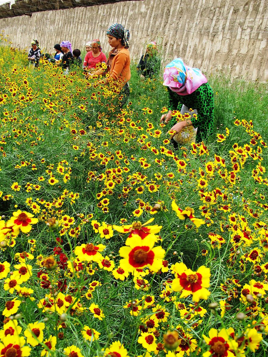  2012年5月20日,新疆吐鲁番市艾丁湖乡庄子村的维吾尔族妇女在日光温