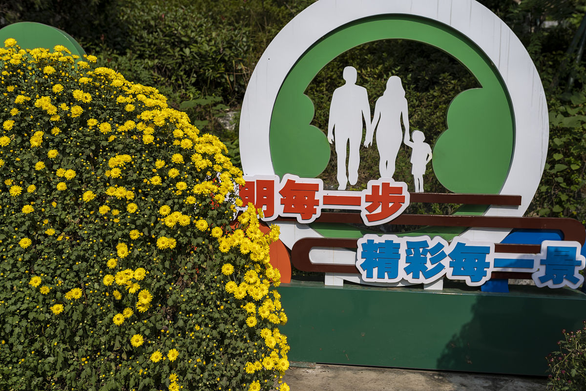 菊花：秋天的坚强象征