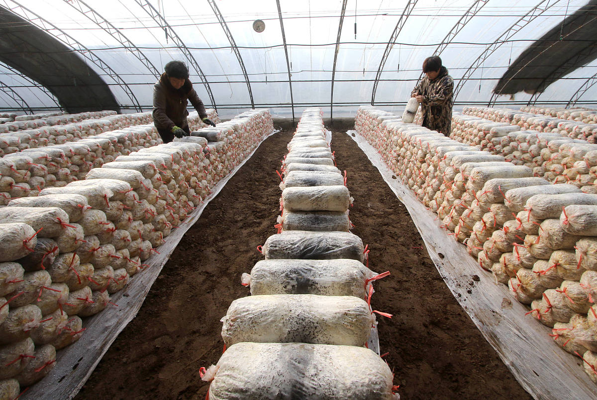 一是督促整改问题排查。由各镇街道负责组织各镇村社区对食用菌大棚使用情况进行全面排查对发现问题全面整改。对照《留坝县农村集体资产管理制度》留农工办发〔2023〕10号文件要求追查拆除大棚的材料去向对资产残值进行评估按规定程序做好扶贫资产处置。二是责任追究。由各镇街道负责对未按照农村集体资产处置管理办法工作流程私自拆除大棚、变卖材料造成资产流失的进行责任追究。三是建章立制。各镇街道要加强村级产业规划动
