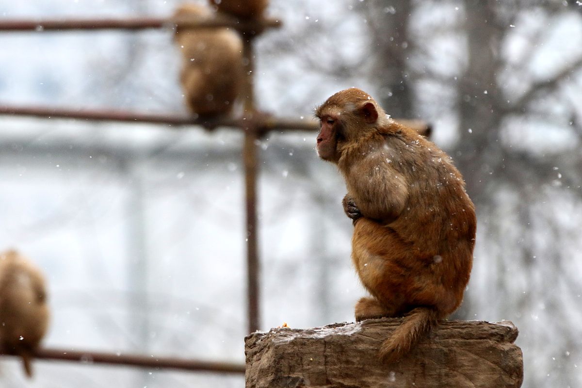 游森林动物园：400字作文，写景物，感受大自然魅力