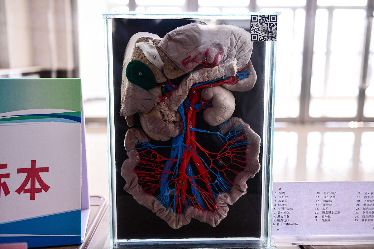 大鼠臂丛神经损伤模型构建指南