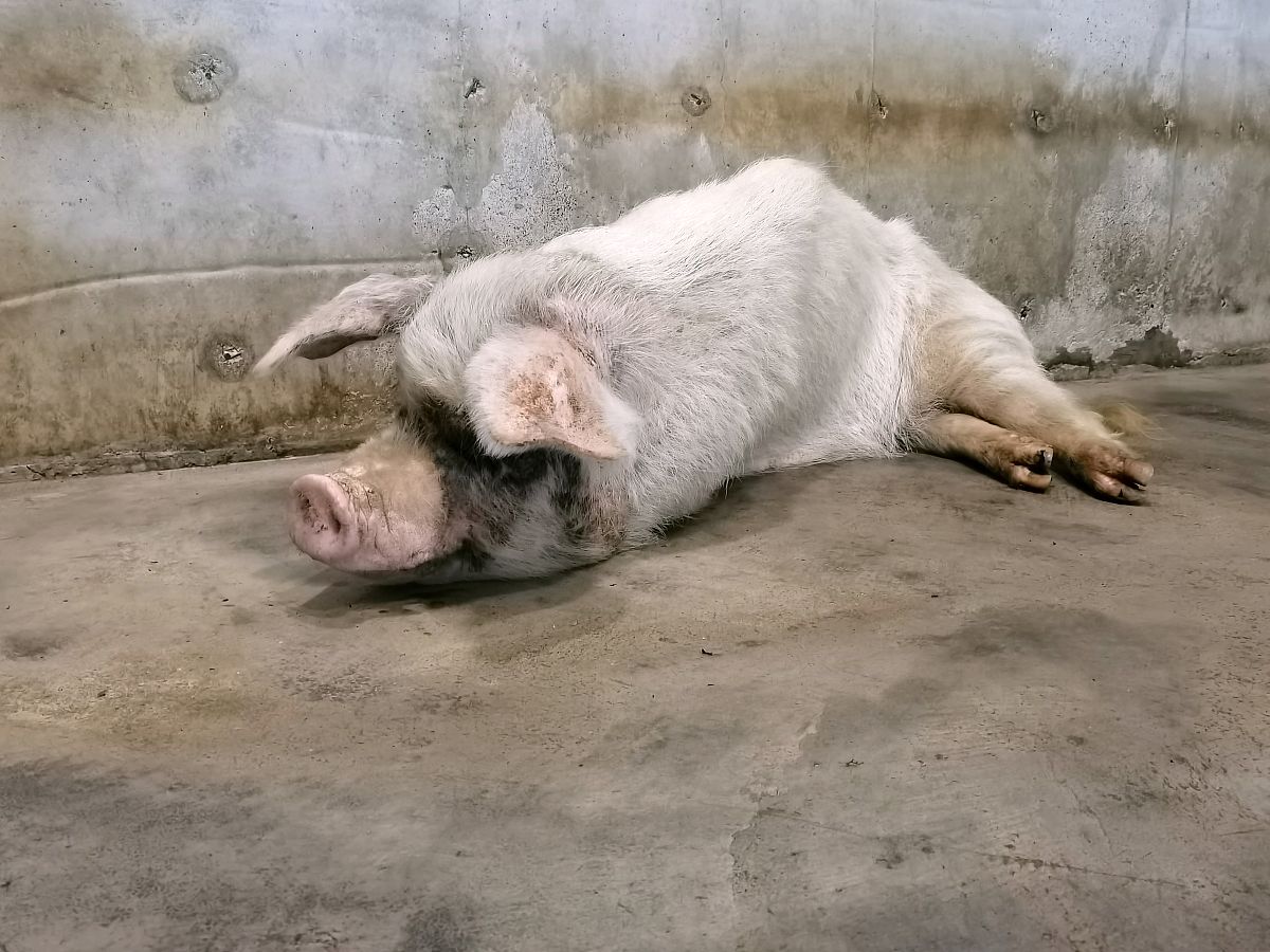 梦到大黑猪跑出家门，抓猪过程中孩子受伤送医，预示什么？