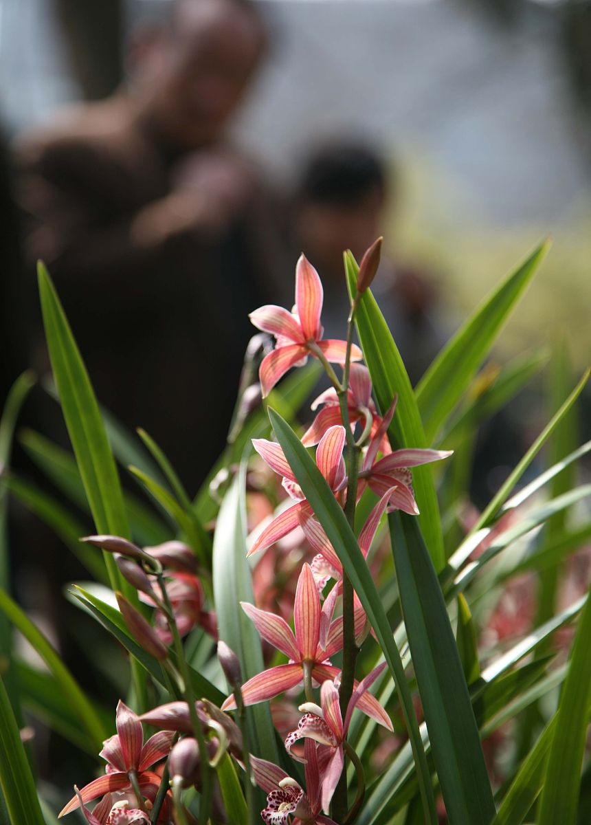 广西养育兰花的产值