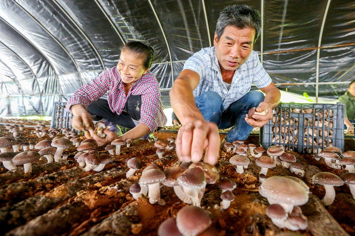 精准扶贫食用菌生态种植创新创业市场营销策略