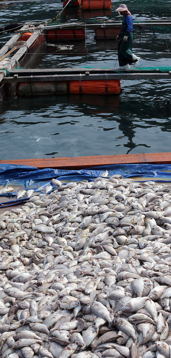 水产品发展：国外学者研究与建议