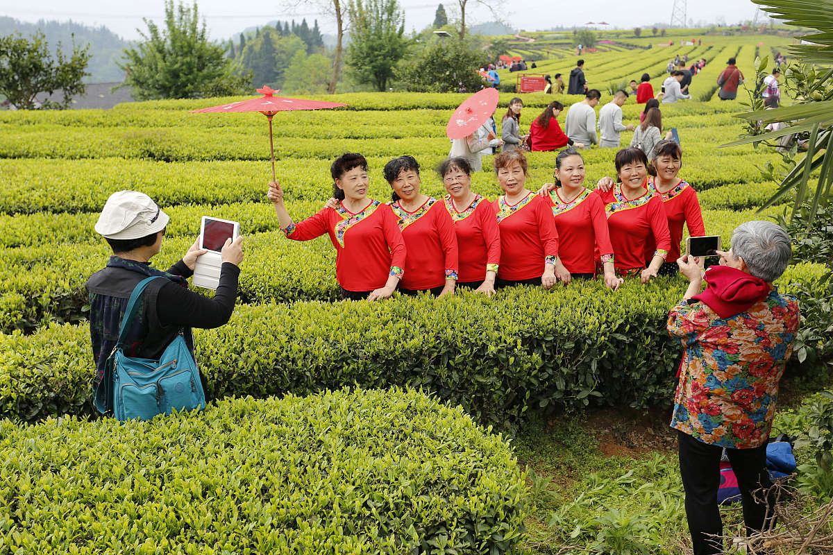 福鼎茶节：探秘中国白茶之乡