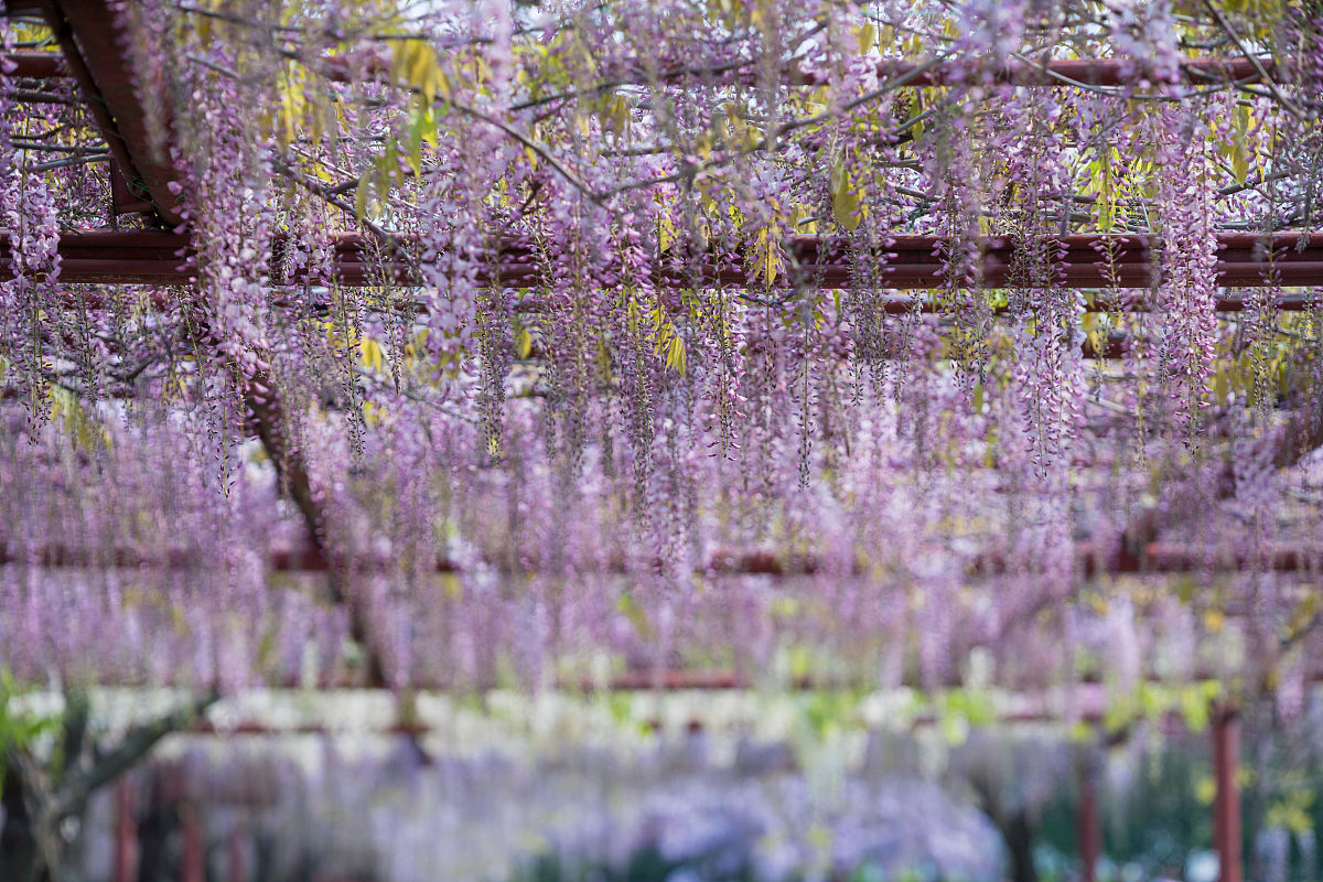 长沙紫藤庄园 用230字帮我描述