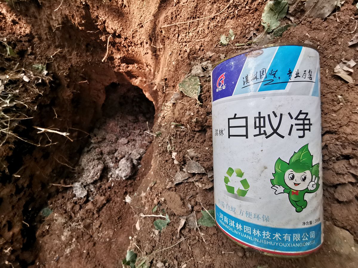 白蚁普查服务质量保证：如何选择可靠的服务商