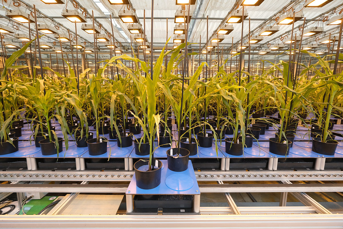 蓬勃发展 同义词 - 10个表达繁荣兴旺的词语