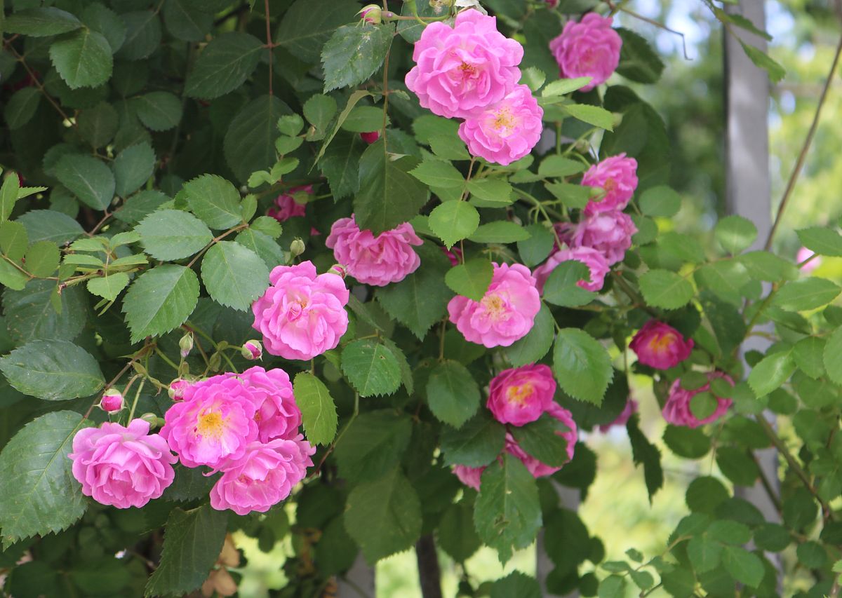 辽宁省对外贸易学校2022年是几本？