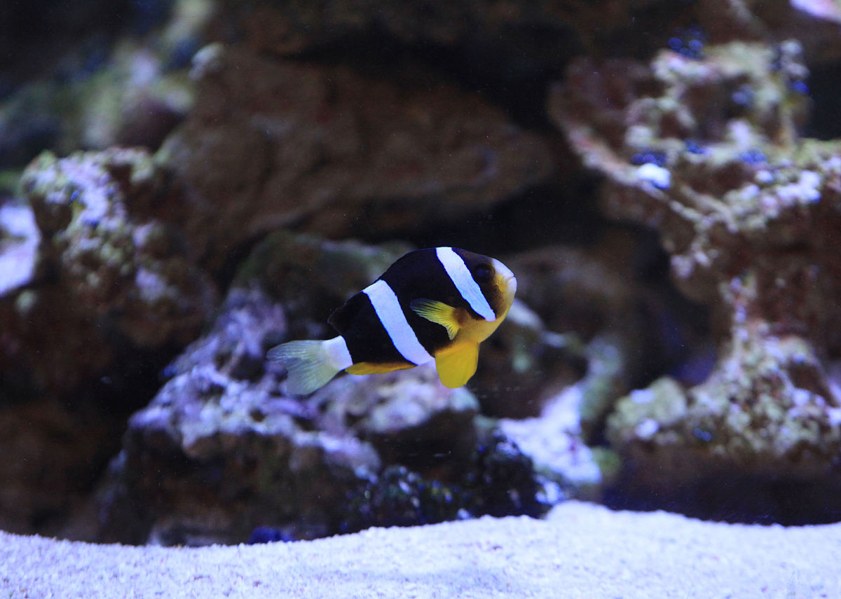 海洋配对手游 - 全新版本更新日志