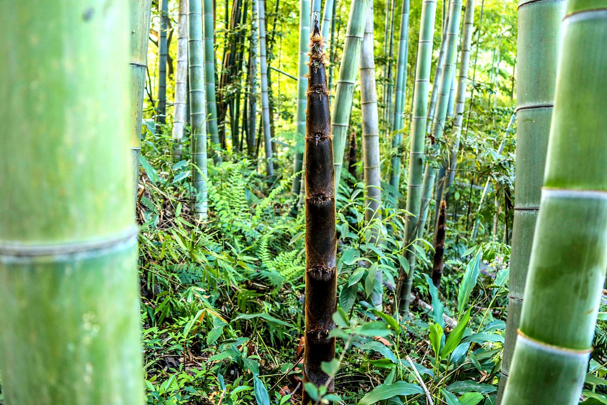 春游挖笋：探秘竹林，品味自然