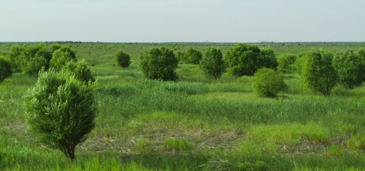 毛乌素沙漠治理：中国沙漠治理的成功案例