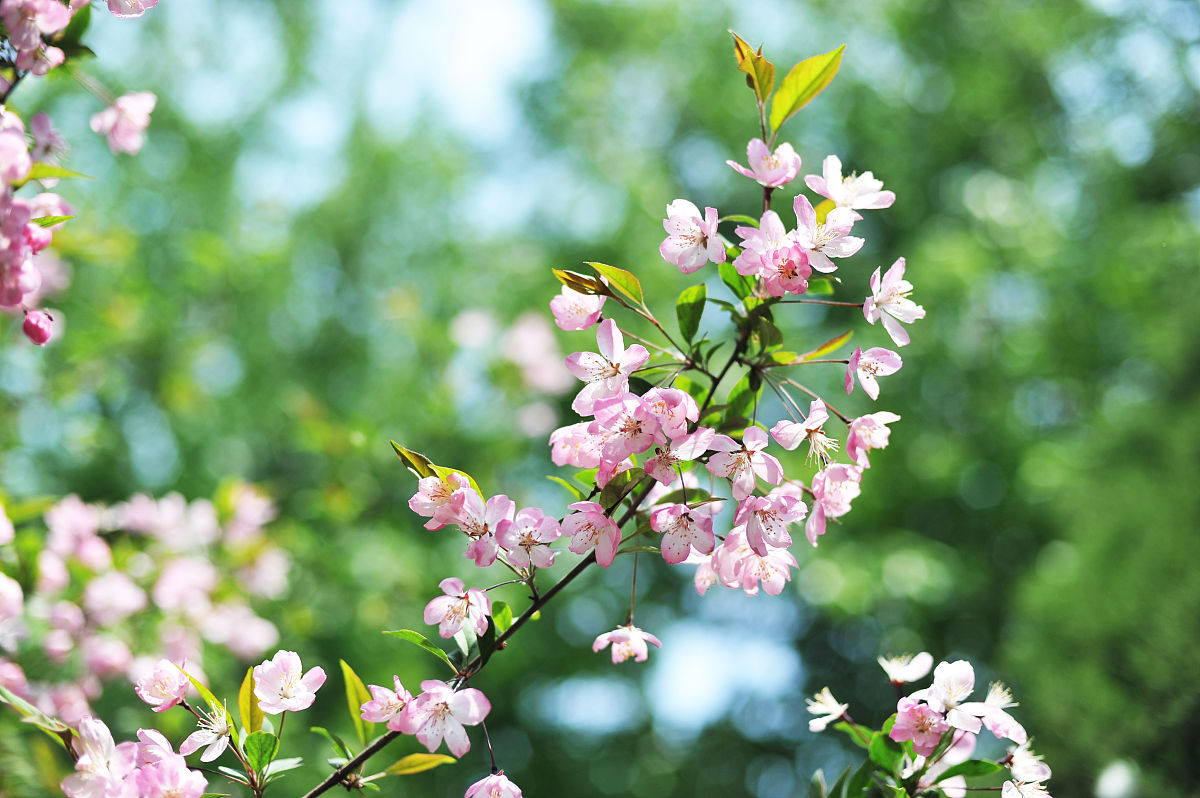 云南省园艺场学校2022年招生简章