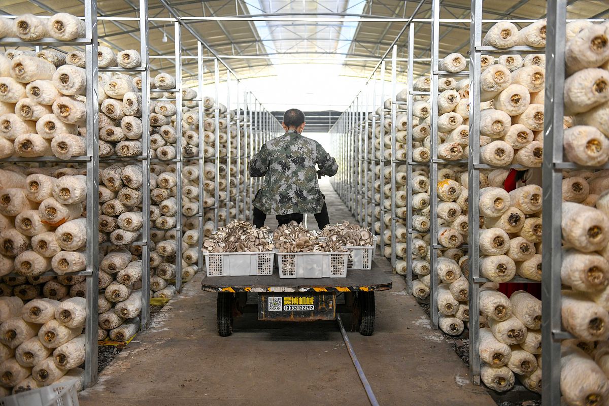 食用真菌栽培试验种植平菇心得体会800字