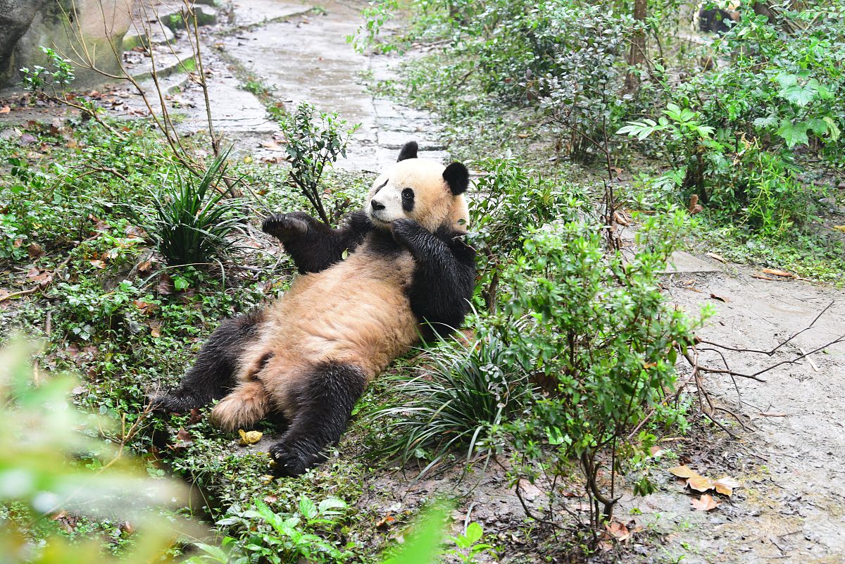 四川科技职业学院地址在哪里