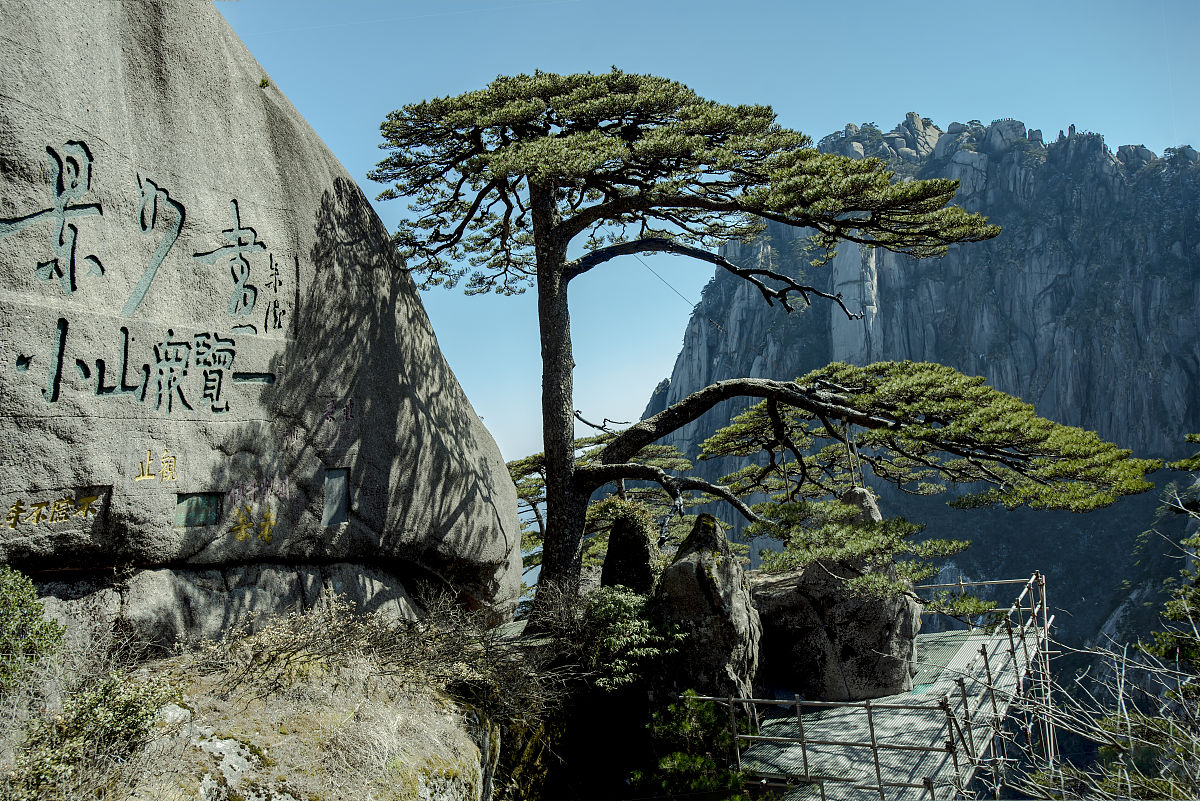 亭亭山上松的意思