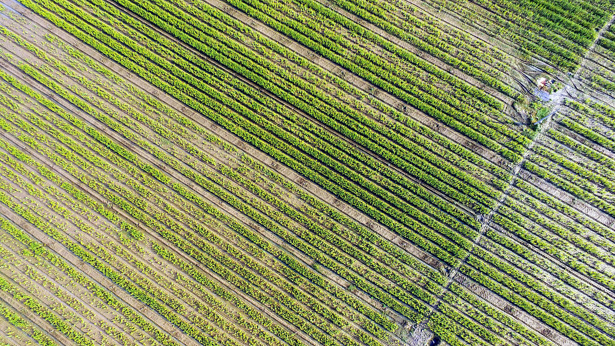 东北共振兴：我的责任与担当