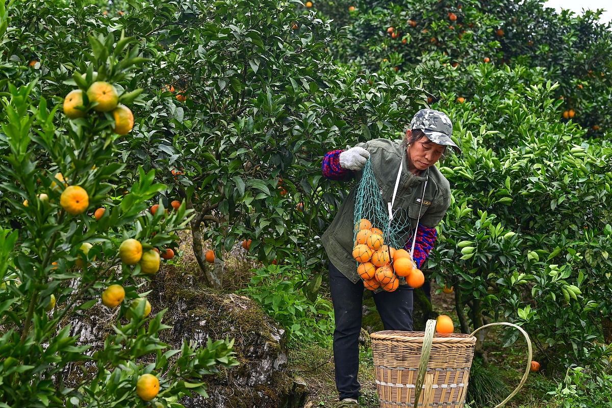 柑橘丰收季！特色产业助力乡村振兴，致富一方百姓