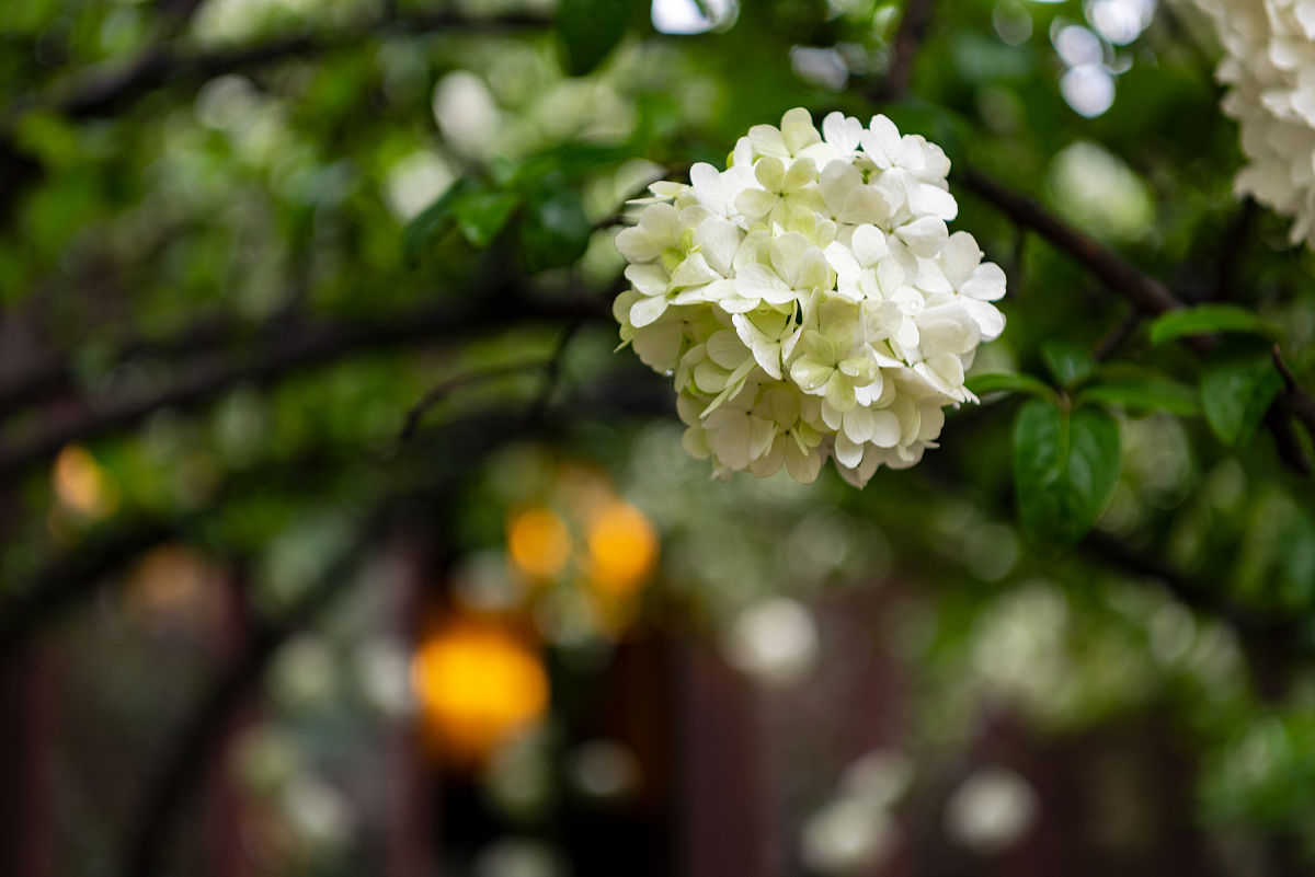2021年4月2日,绣球花开时候,南京清凉山的崇正书院门前的两颗绣球花树