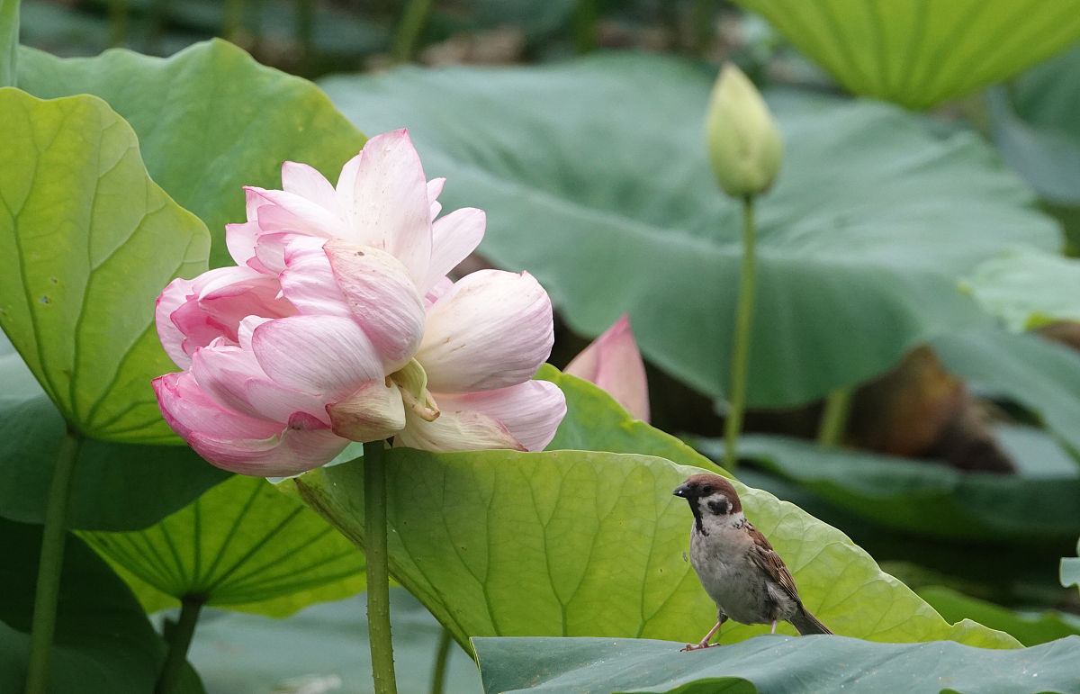 2018年7月2日,郑州,并蒂莲开得最好的时候,花瓣拥挤,花头背对背盛开.