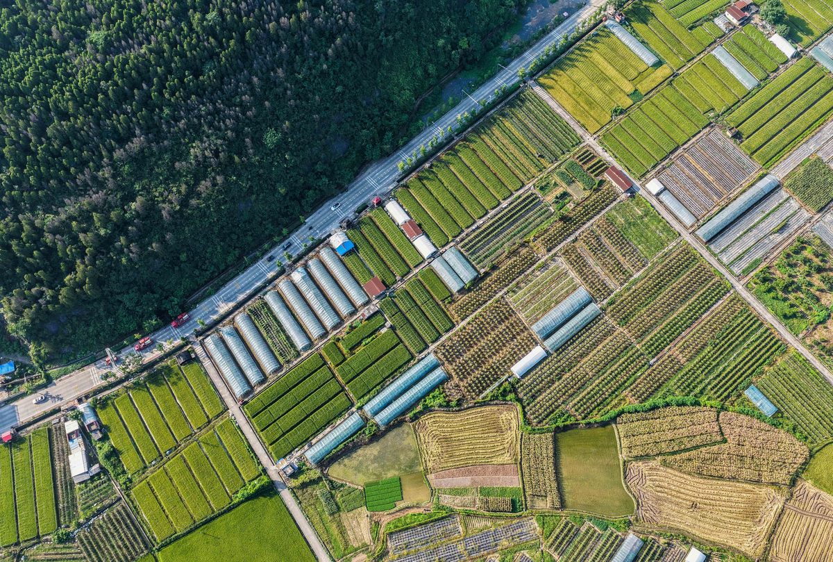 请你为生态农场结合城市对乡村租借土地种植生态植物和实地露营企业项目写一份企业所占市场份额的调研报告