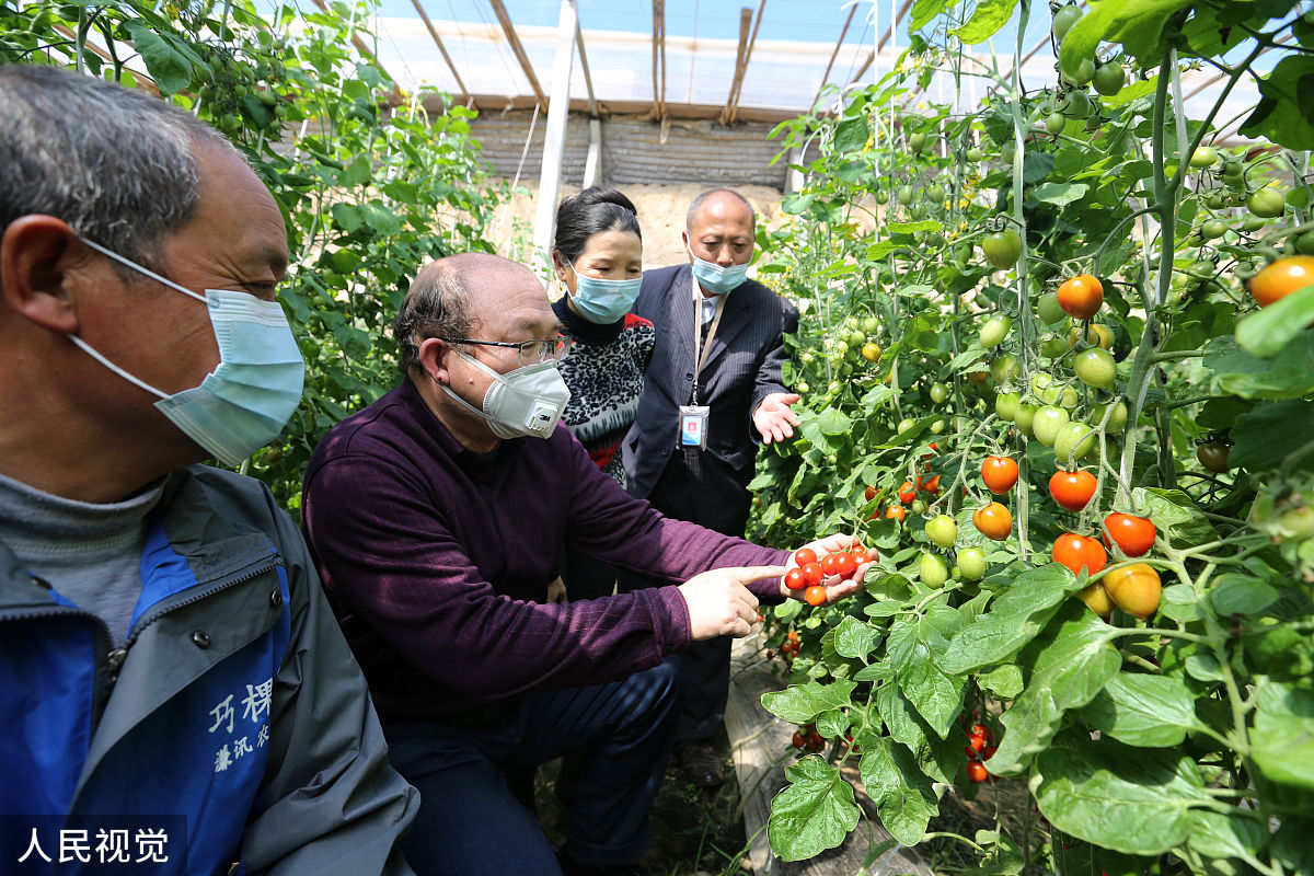 犊牛新蛔虫病研究：病原特征、感染途径、诊断与防治