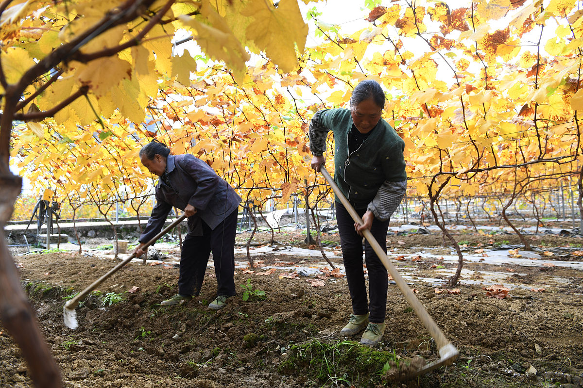 种植银杏劳动课 情感目标