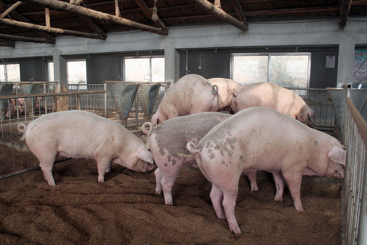 600字关于养好猪的论文