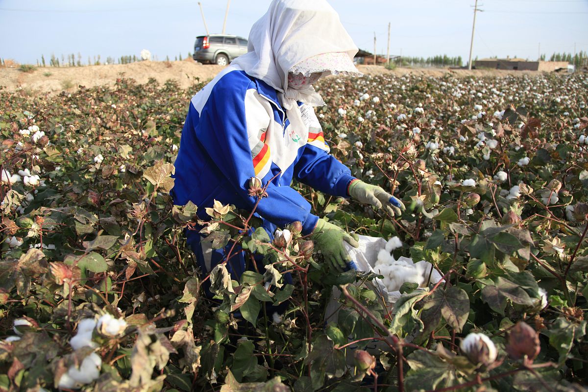 新疆棉花种植: 品种更替、密度调整及栽培技术演变