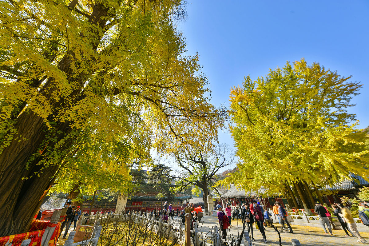 2020年11月4日,北京,位于门头沟区的潭柘寺是京城最古老的寺庙之一,始