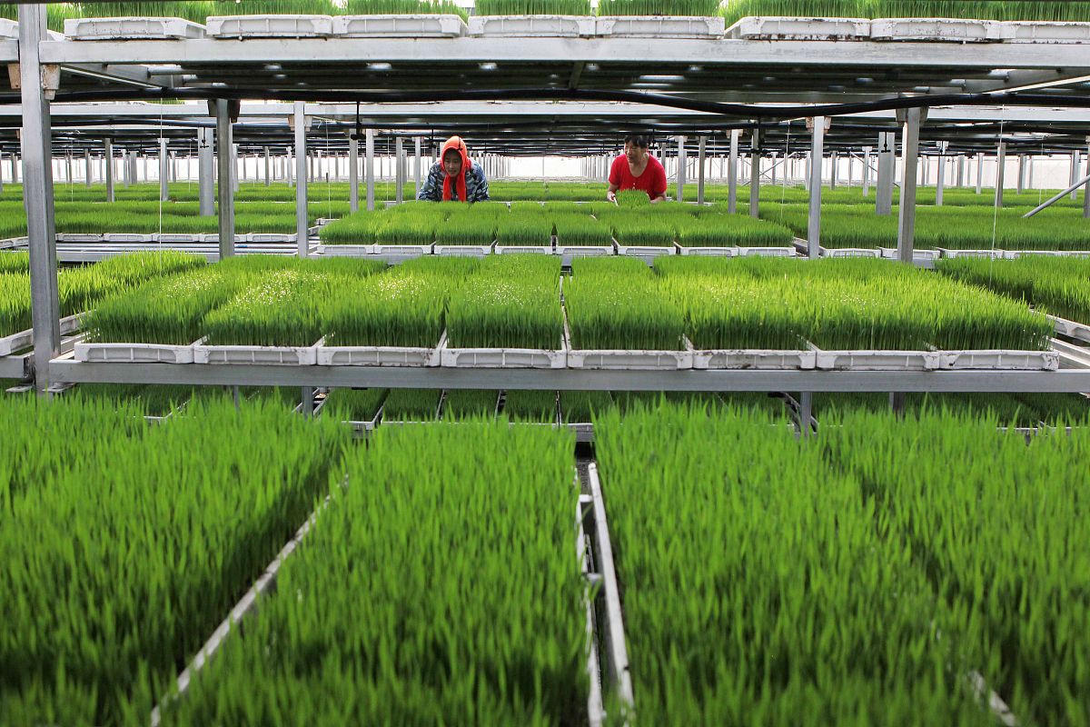 结合下面数据与文本推算我国未来五年病虫害市场规模病虫害检测作为农业信息获取的媒介农业数据是农业信息化的基础是实现农业现代化的核心要素和关键支撑也是我国智慧农业发展的卡脖子技术。在中国共产党第二十次全国人民代表大会报告中习近平总书记就以明确指出进产业数字化转型要加强农作物病虫害防治。针对科技兴农推动农业农村现代化《中央关于制定国民经济和社会发展第十四个五年规划和二0三五远景目标的建议》中明确提出加强