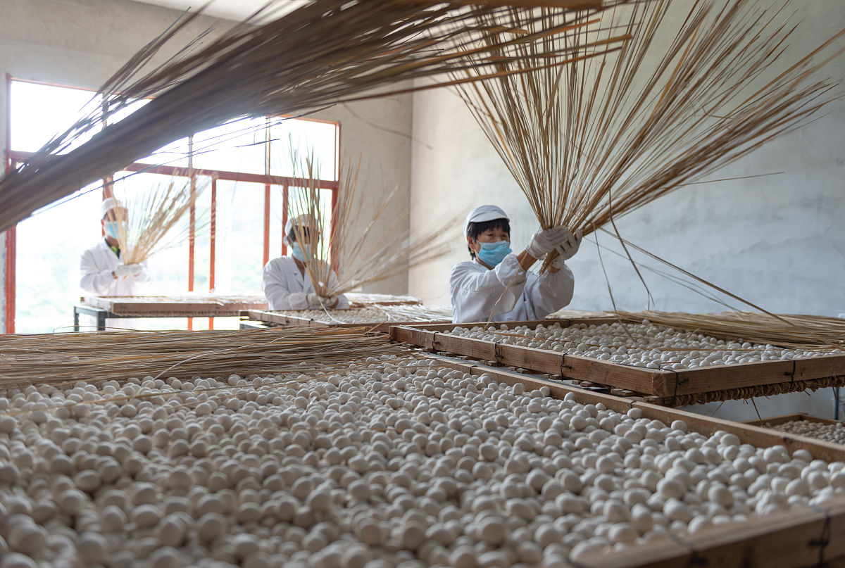 2 进入生产车间观看食用菌菌包生产的全过程了解菌包的打包、灭菌、冷却、接种、培养、搔菌等流程。多写一点