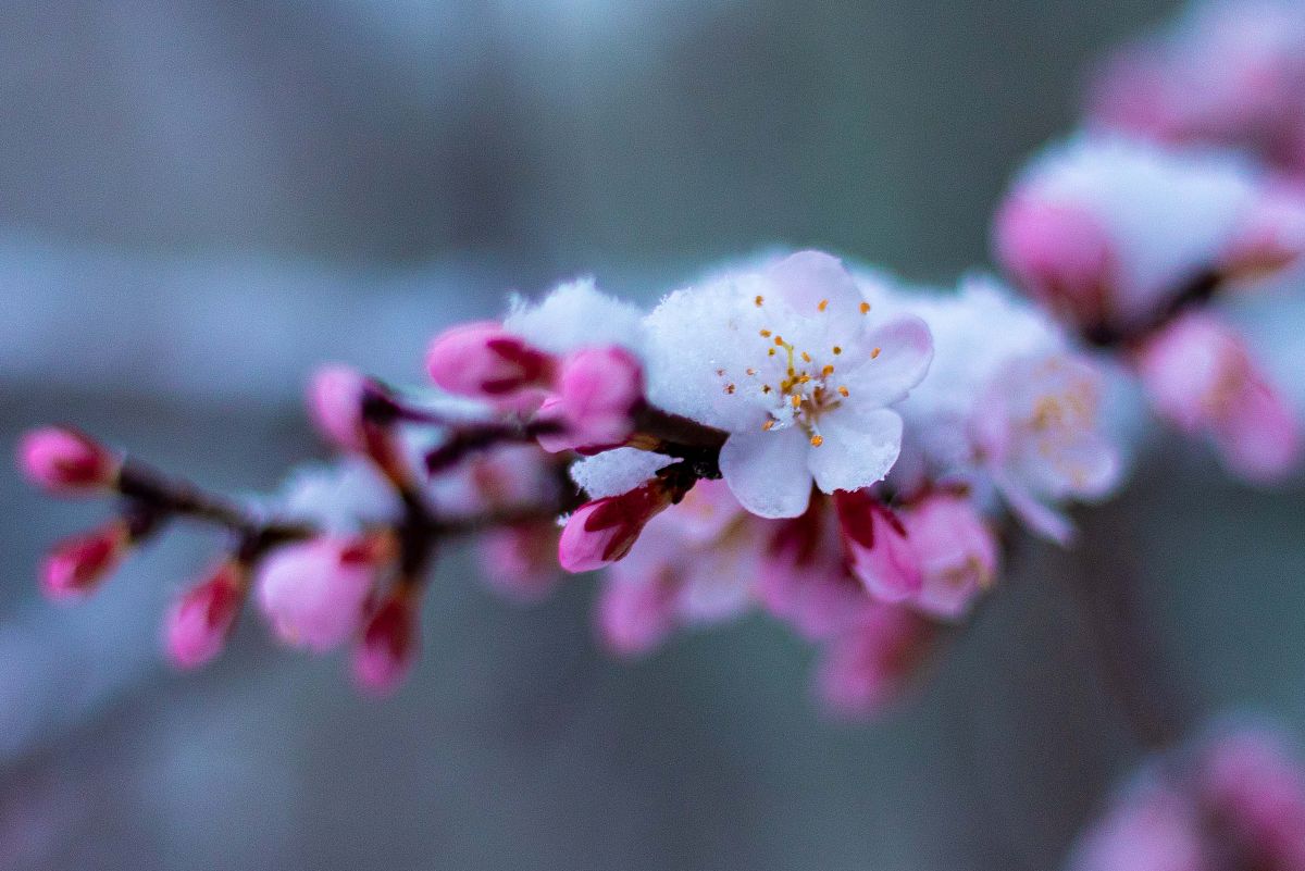 2020年4月21日,吉林长春,飘起了雪花,路边娇嫩的桃花被大雪覆盖,给人