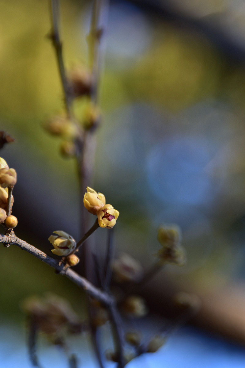 腊梅：冬季开花，花期管理指南（1500字）