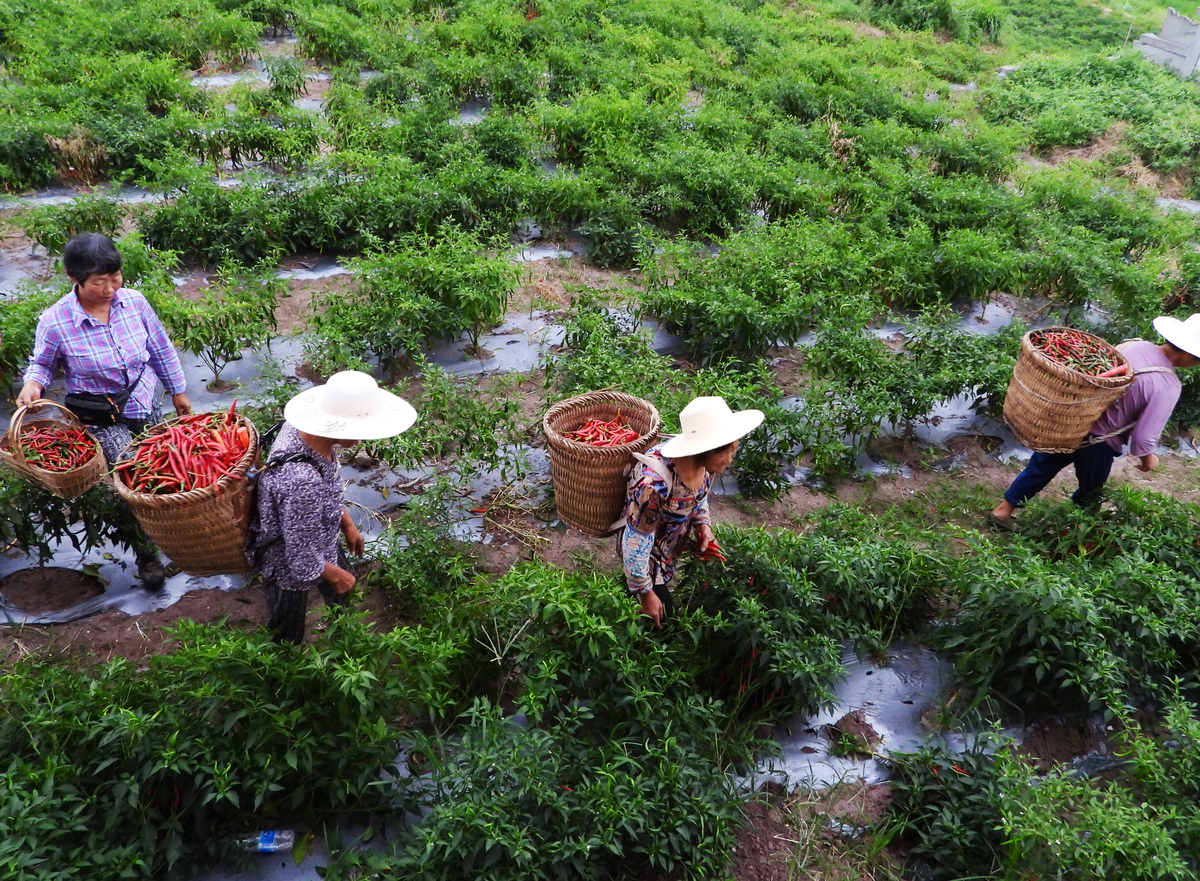 盘州市刺梨、茶叶、火腿产业发展现状及未来展望