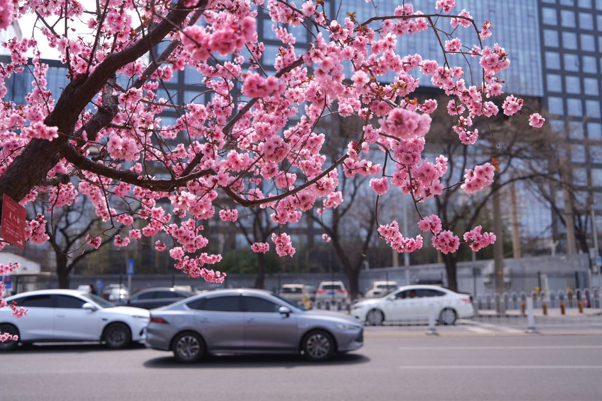 2026年3月30日,北京,明城墙遗址公园内梅花,玉兰次第,
